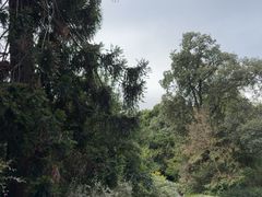 -墨尔本皇家植物园