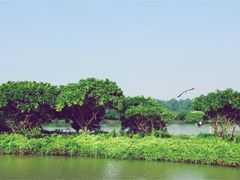 -大湾区中央湿地公园