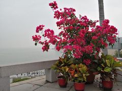 -鼓浪屿钢琴博物馆