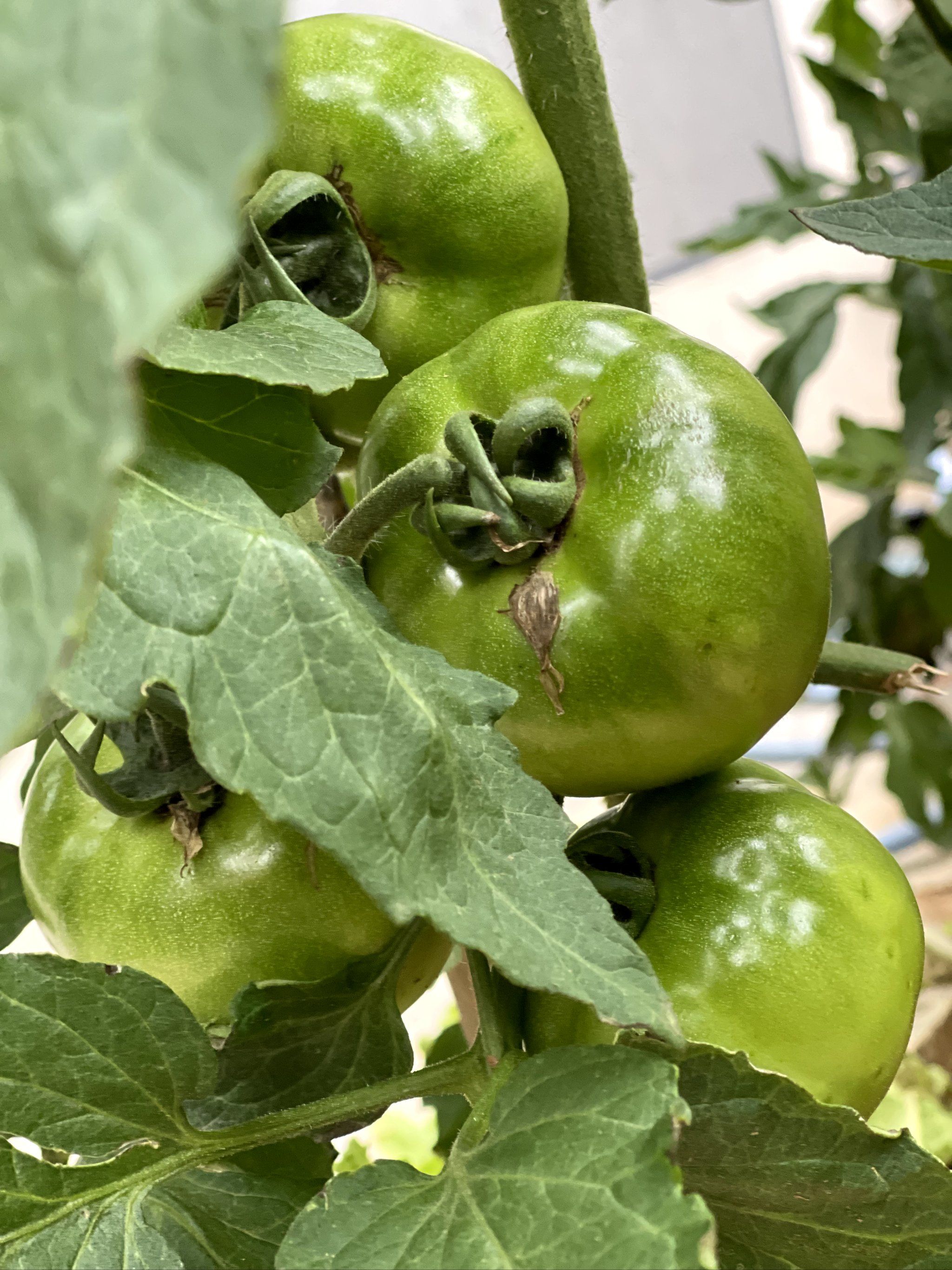 果中艺术绿意浓,今日份的柿子快乐,惬意自