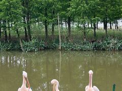 -宁波杭州湾国家湿地公园