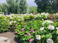 -莲花池公园