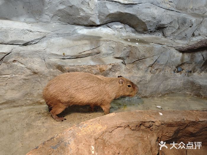 Zoolung Zoolung动物主题公园(海信广场店)图片