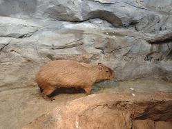 -Zoolung Zoolung动物主题公园(海信广场店)