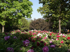 -莲花池公园
