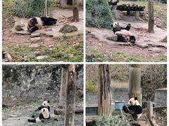 -都江堰中华大熊猫苑