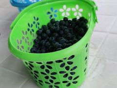 -金谷域澳洲庄园