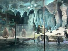 -帝企鹅自助餐厅•儿童岛•真企鹅(长隆企鹅酒店)