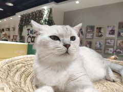 -藏猫猫咖啡主题馆(中央大道店)