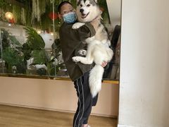 -Husky Go! 哈士奇体验馆·宠物咖啡厅狗咖