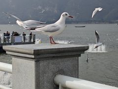 -海埂大坝