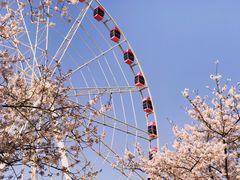 -顾村公园