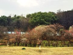 -杭州植物园