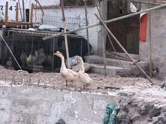 -三岔涧农家乐