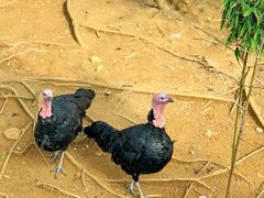 -西霞口神雕山野生动物世界