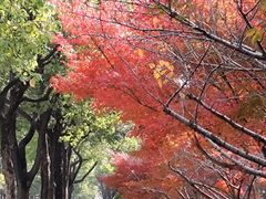 -羊山湖公园