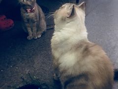 -猫色咖啡·猫咖