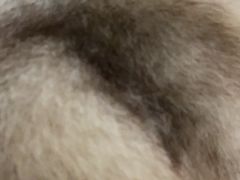 -Husky Go! 哈士奇体验馆·宠物咖啡厅狗咖