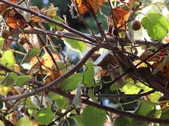 -合肥滨湖国家森林公园