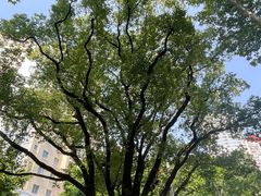 -徐家汇源景区-衡山公园