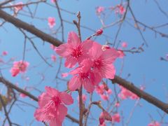 -天适樱花悠乐园