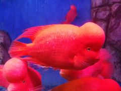 -泉州海丝野生动物世界