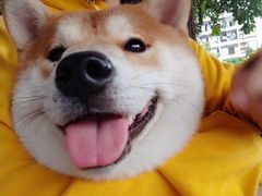 -柴犬高等学院·狗咖·柴犬售卖·宠物训练