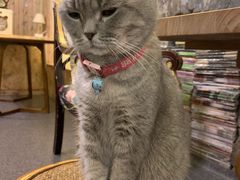 -猫色咖啡·猫咖