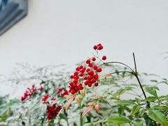 -苏州上方山国家森林公园