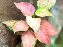 -东四民芳餐厅(世茂工三店)