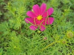 -春花秋色城市公园