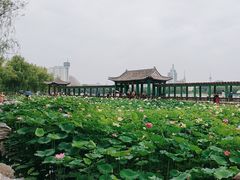 -莲花池公园