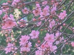 -重庆市江北嘴中央商务区中央公园