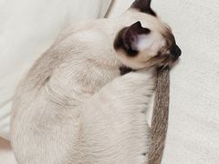 -欣宠猫屋·矮脚拿破仑·蓝金金渐层