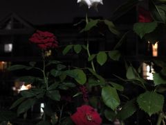 -花博汇(知音花月夜)