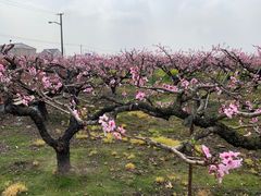 -南汇桃花村