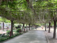 -嘉定紫藤园