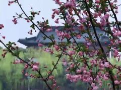 -南汇桃花村