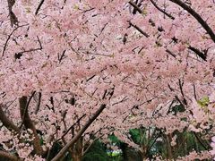 -古柏渡丰乐樱花园