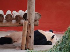 -杭州野生动物世界