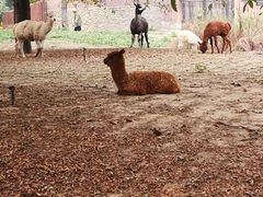 -石家庄市动物园