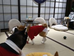 -逗柴咖啡屋·狗咖猫咖宠物桌游