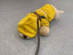 -萌兽医馆·犬猫专科·眼科中心·宠物医院(朝阳门分院)