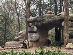 -中国大熊猫保护研究中心雅安碧峰峡基地