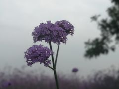-西京湾花海