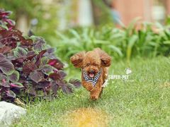 -超宠爱宠物摄影-Super pet