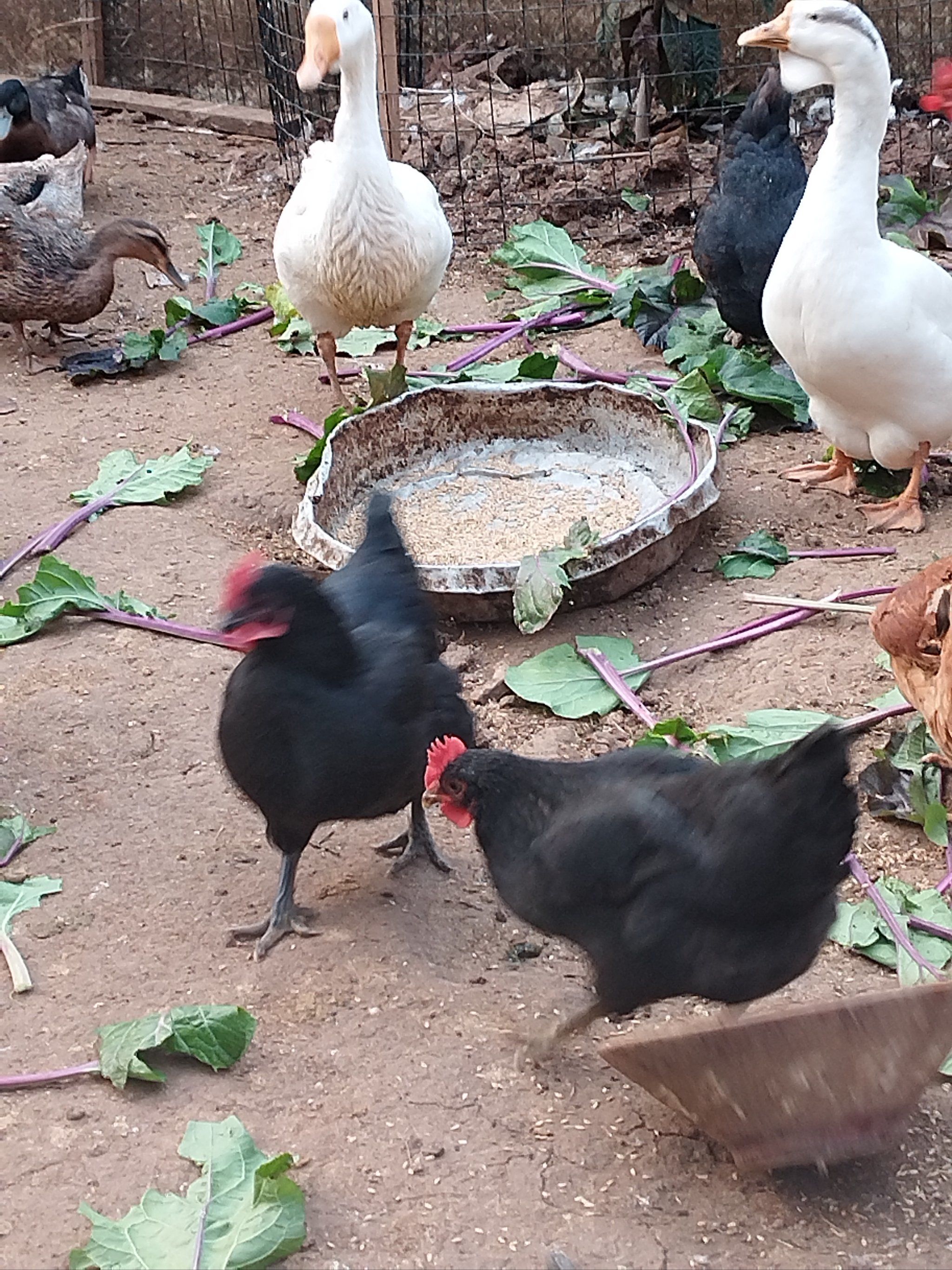 乡野鸡群嬉戏场