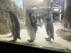 -悉尼海洋生物水族馆