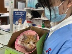 -顺强宠物诊所·狂犬免疫·夜诊·骨科(嘉定店)