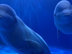 -多彩贵州城极地海洋世界